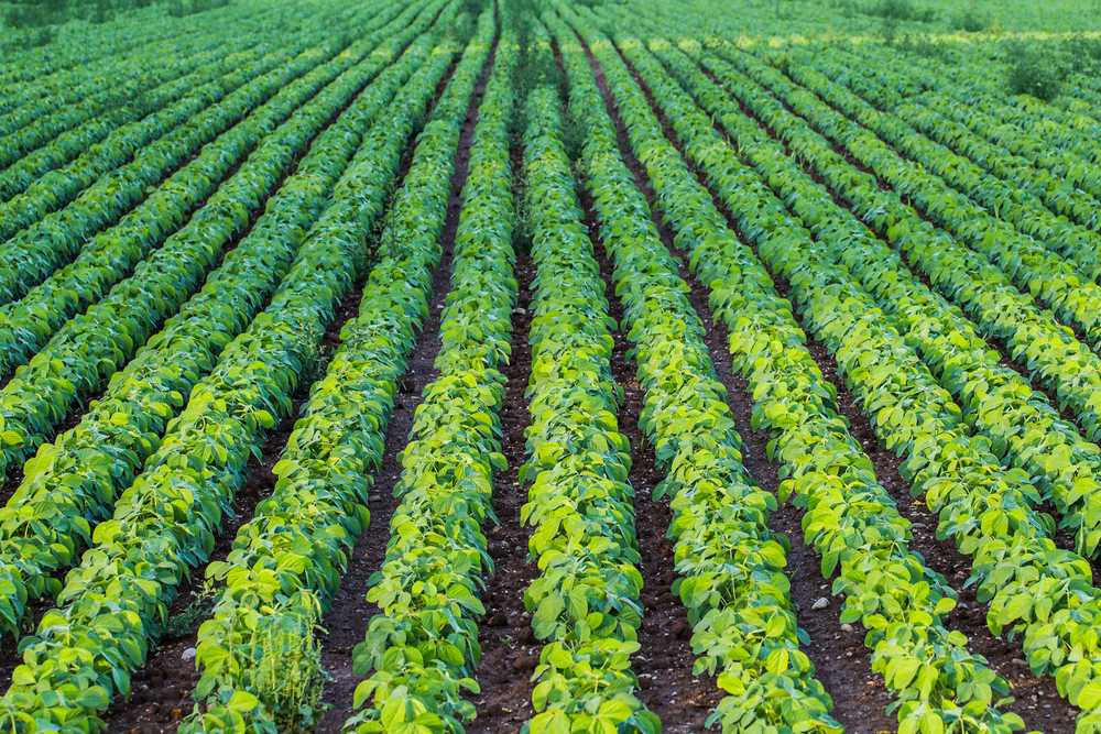 Eco-Friendly Methods to Increase Crop Yield