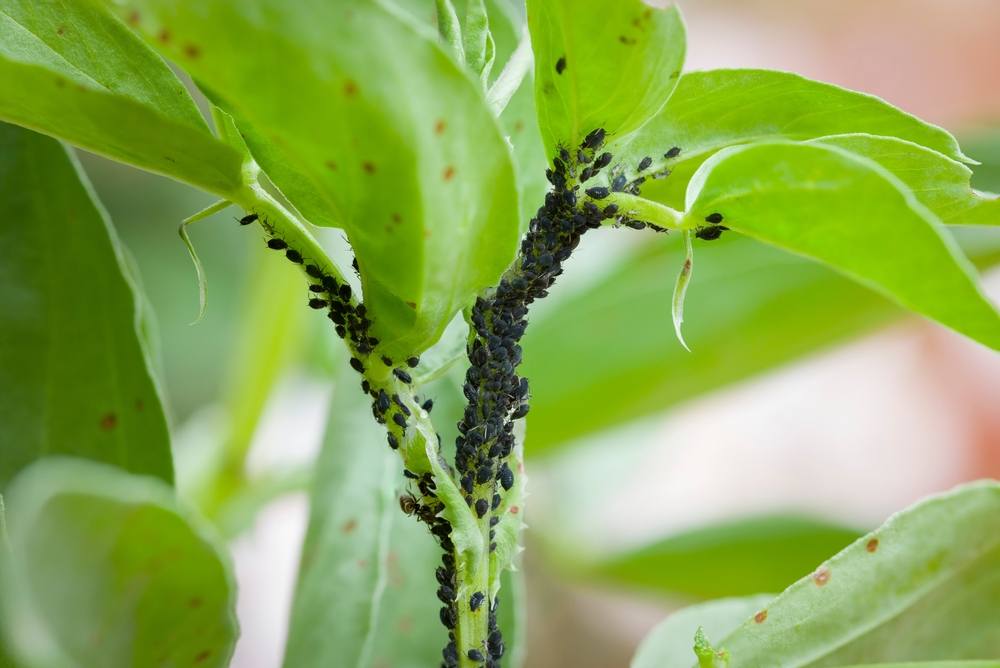 How To Prevent Plant Diseases That Reduce Crop Yields