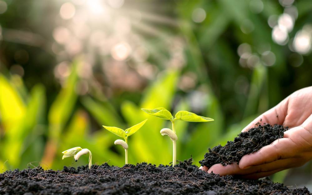 Micronutrient Fertilizers uses | ROI Biologicals