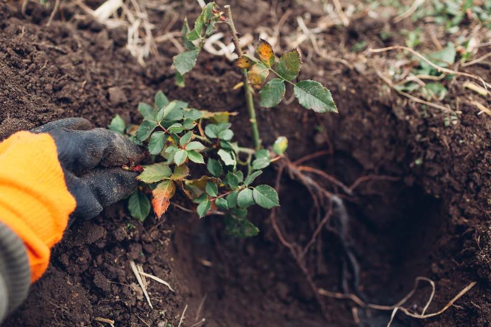 What Are Microbial Inoculants | ROI Biologicals